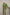 ARAMANTHUS GREEN