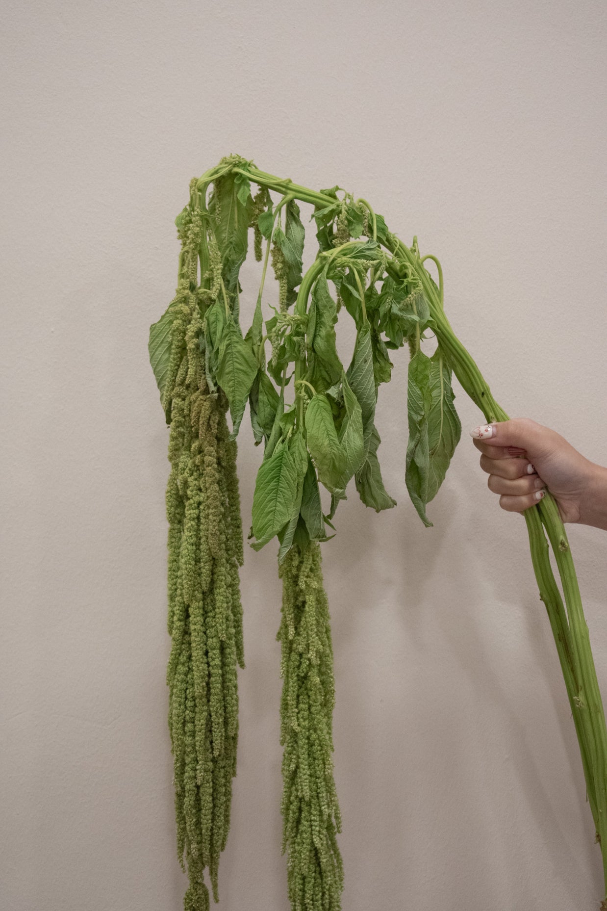 ARAMANTHUS GREEN