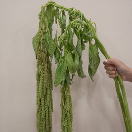 ARAMANTHUS GREEN