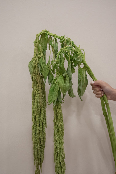 ARAMANTHUS GREEN