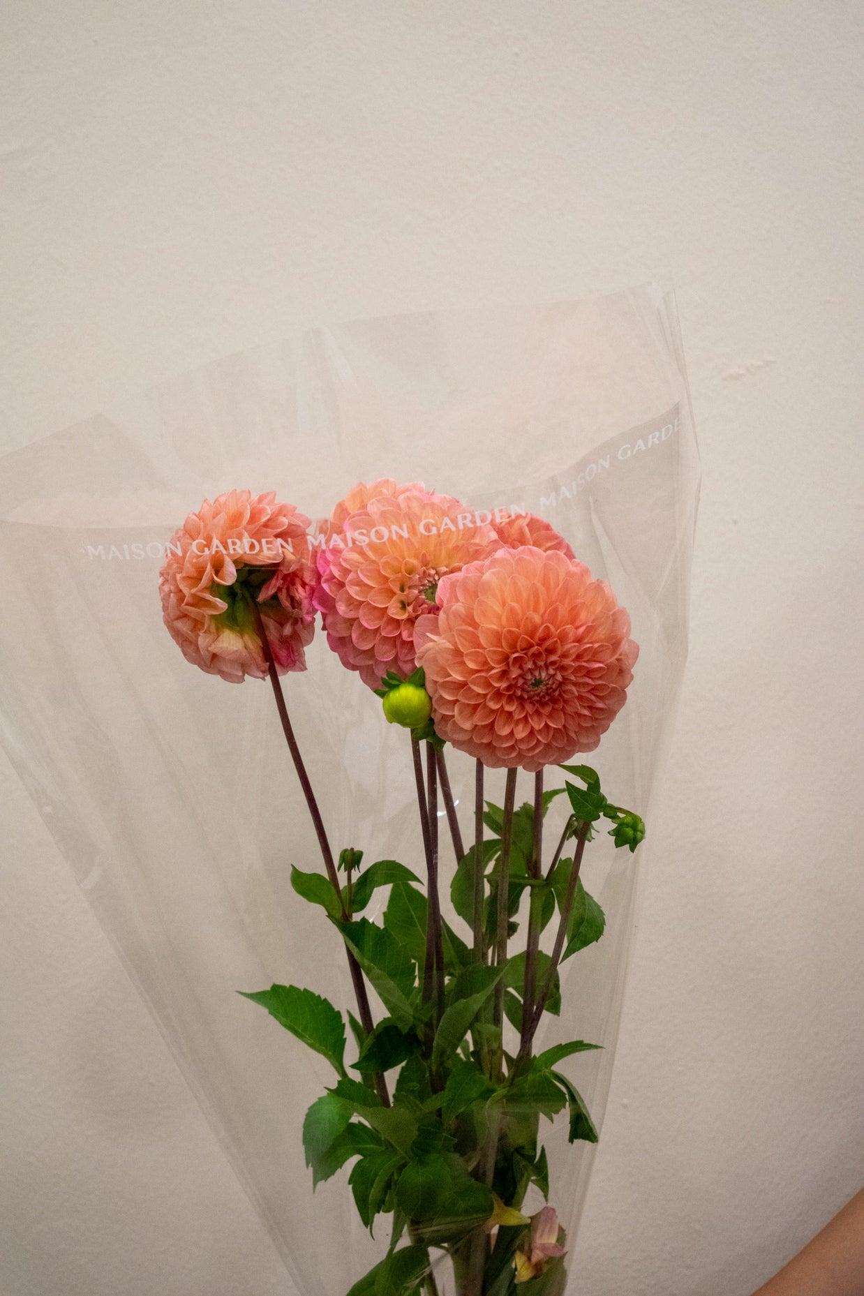 DAHLIA LINDA'S BABY SALMON