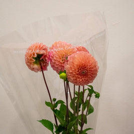 DAHLIA LINDA'S BABY SALMON