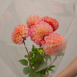 DAHLIA LINDA'S BABY SALMON