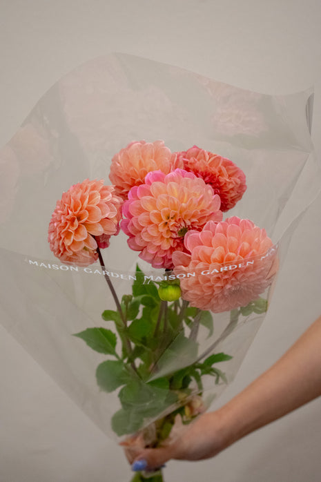 DAHLIA LINDA'S BABY SALMON
