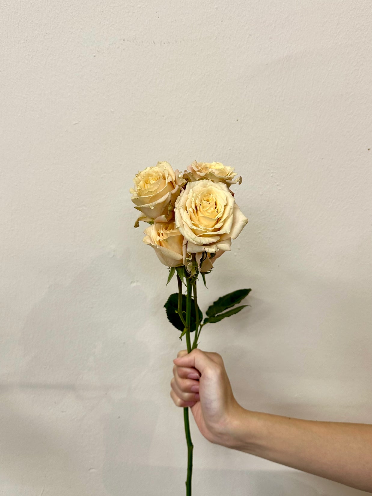 SPRAY ROSE QUICKSAND