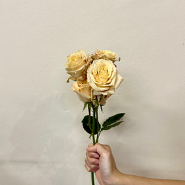 SPRAY ROSE QUICKSAND