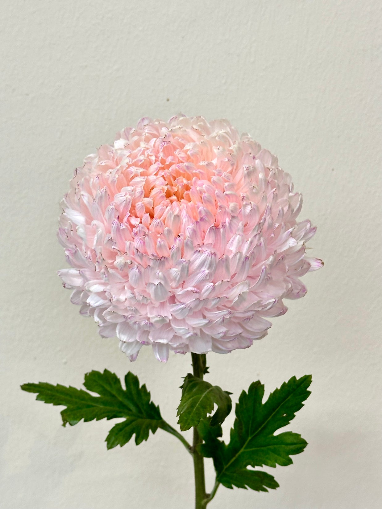 CHRYSANTHEMUM PINK