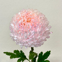 CHRYSANTHEMUM PINK