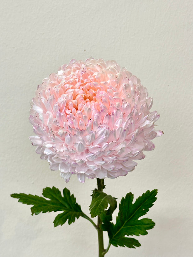 CHRYSANTHEMUM PINK
