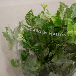 PITTOSPORUM NEVATO