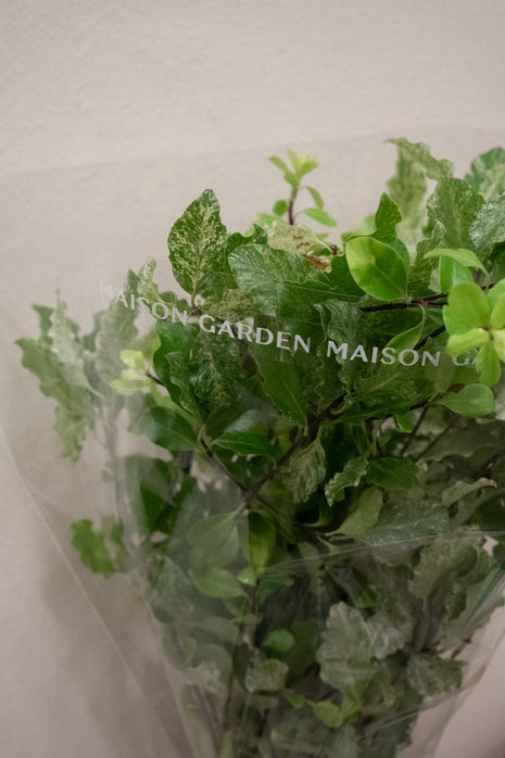 PITTOSPORUM NEVATO