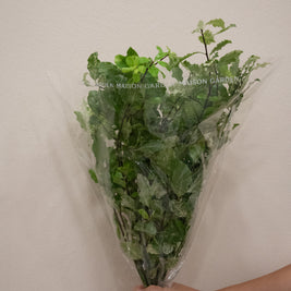PITTOSPORUM NEVATO