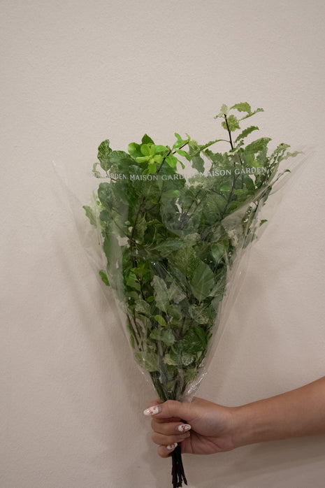 PITTOSPORUM NEVATO