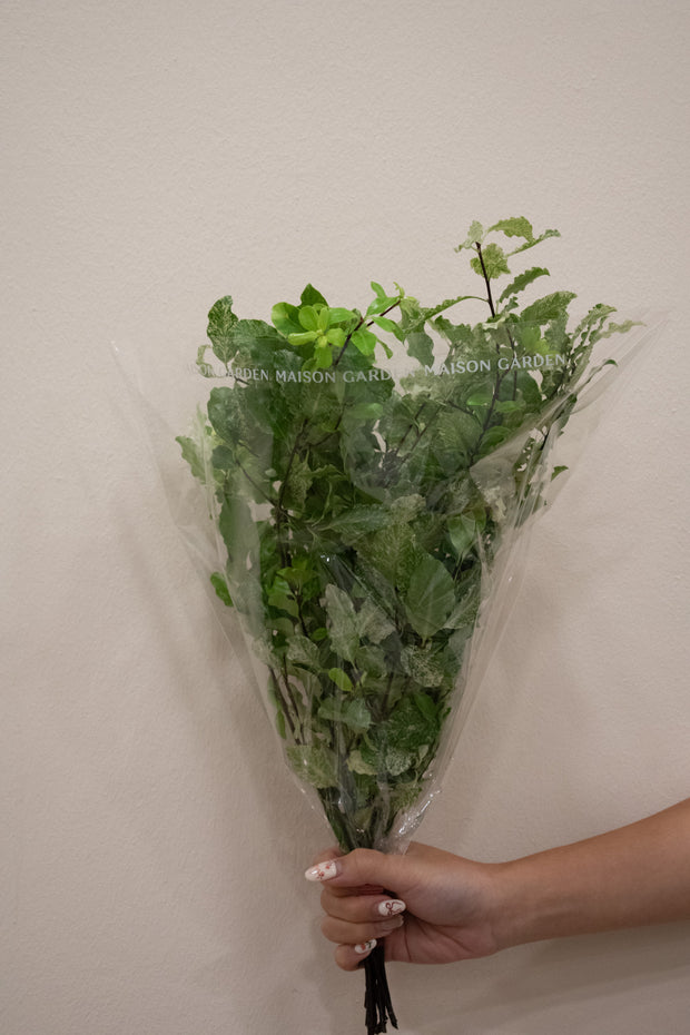 PITTOSPORUM NEVATO