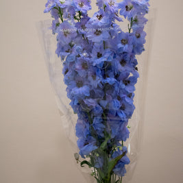 DELPHINIUM LAVENDER