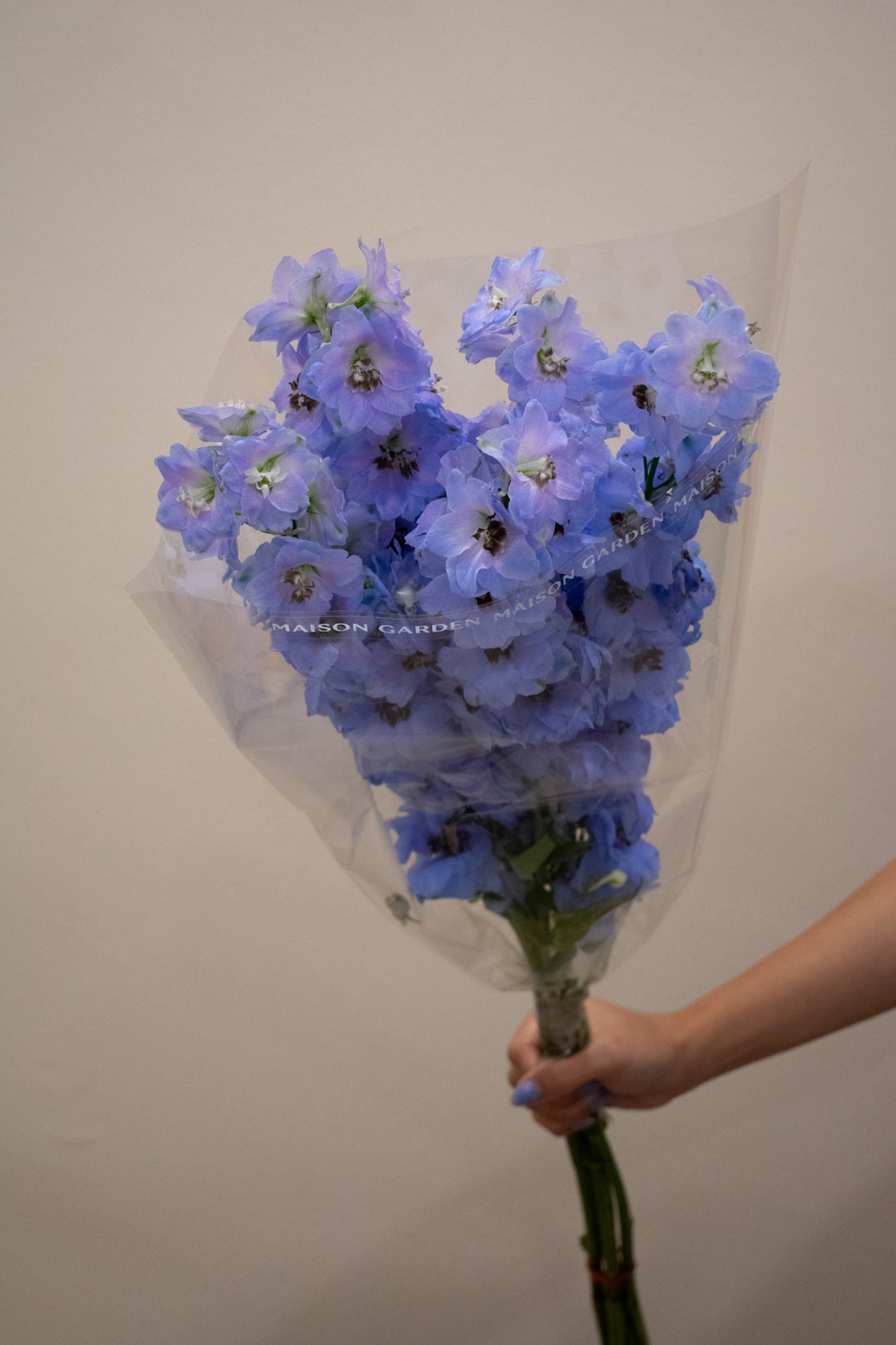 DELPHINIUM LAVENDER
