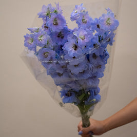 DELPHINIUM LAVENDER