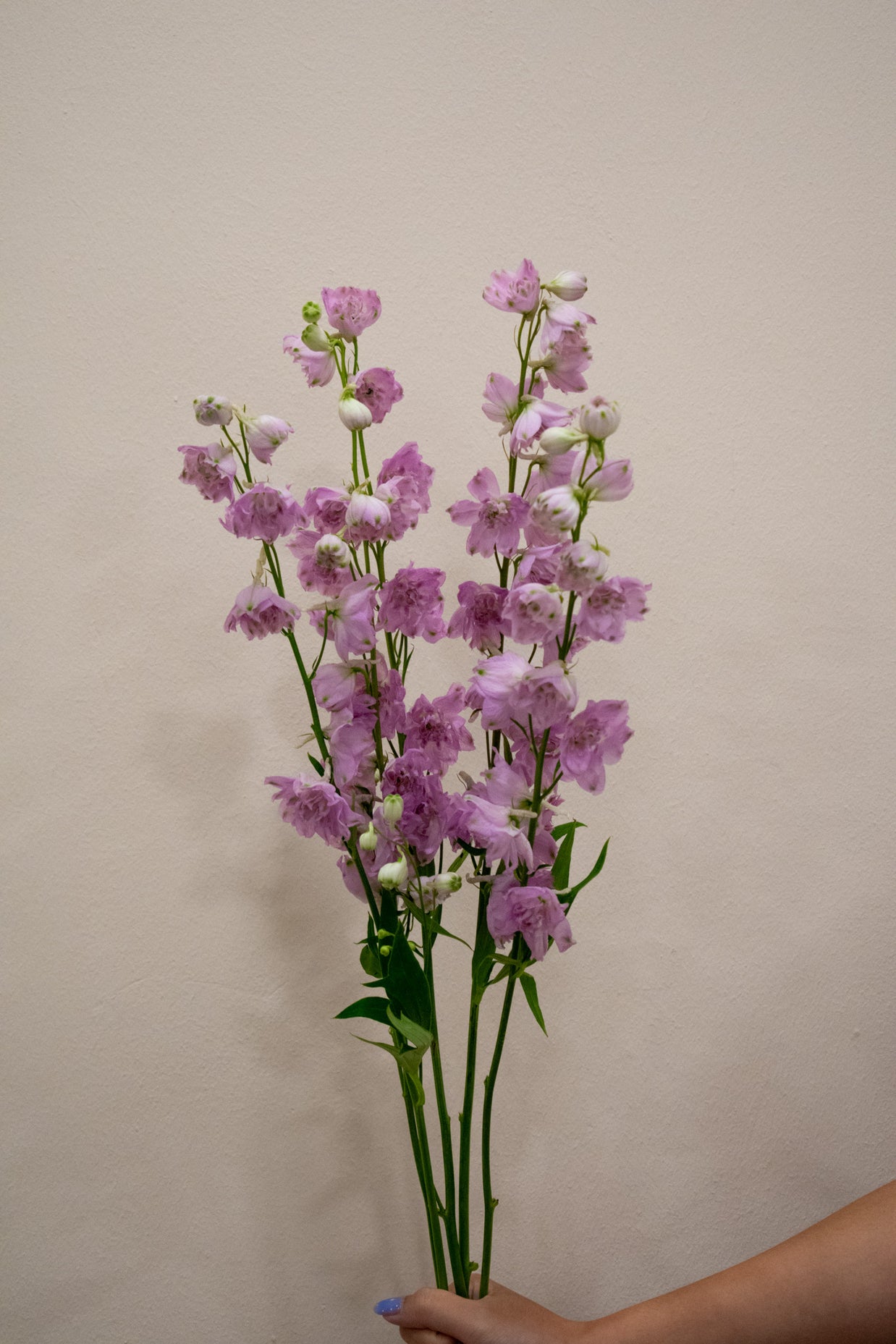 DELPHINIUM LADY PINK