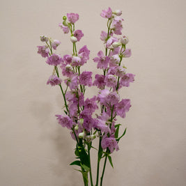 DELPHINIUM LADY PINK