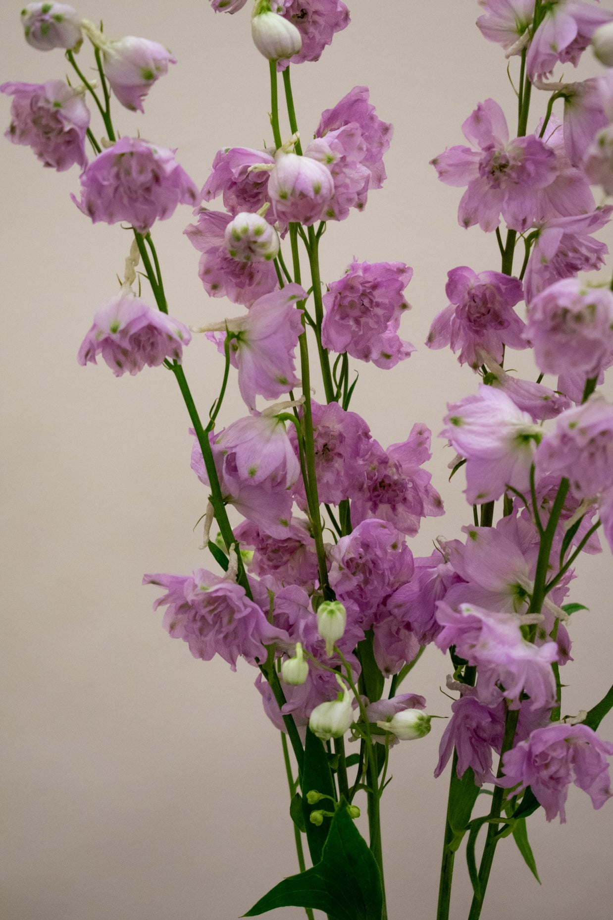 DELPHINIUM LADY PINK
