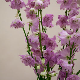 DELPHINIUM LADY PINK