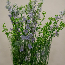 DELPHINIUM VIOLET LILAC