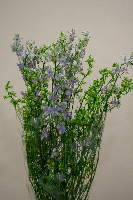 DELPHINIUM VIOLET LILAC