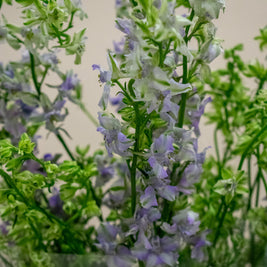 DELPHINIUM VIOLET LILAC