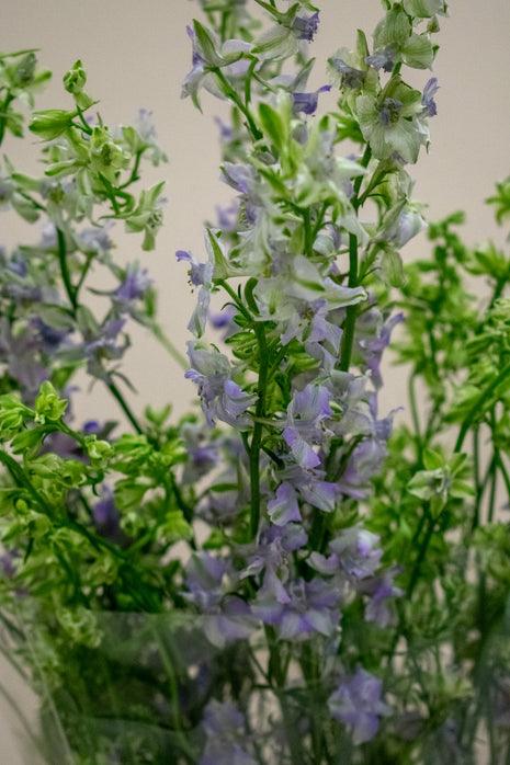 DELPHINIUM VIOLET LILAC