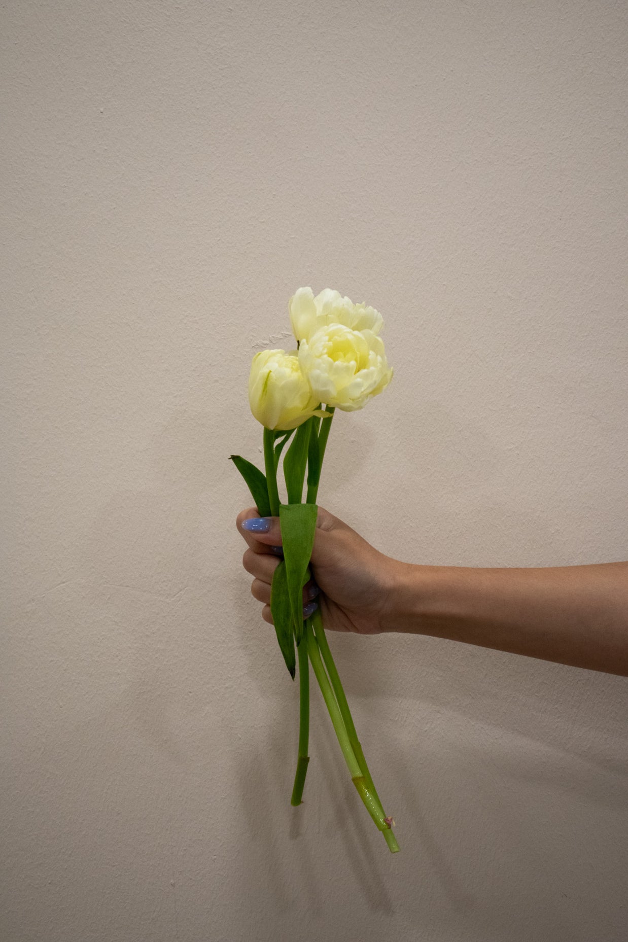 DOUBLE PETAL TULIP