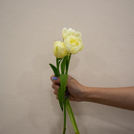 DOUBLE PETAL TULIP