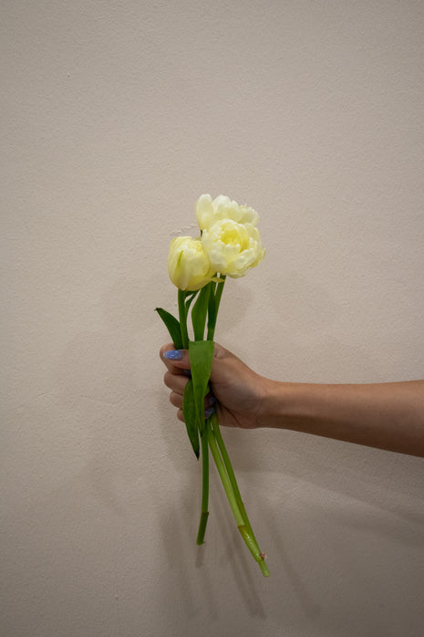 DOUBLE PETAL TULIP