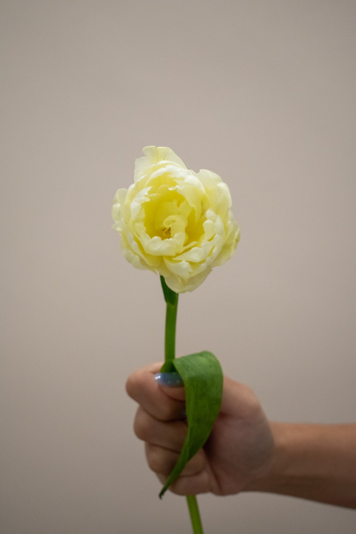 DOUBLE PETAL TULIP