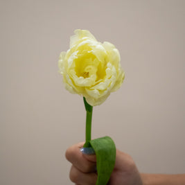 DOUBLE PETAL TULIP