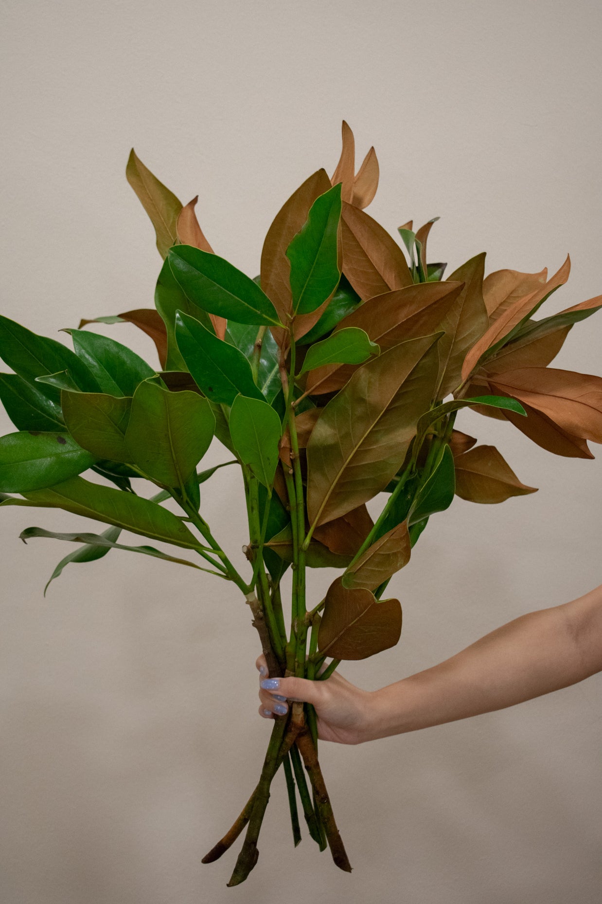 MAGNOLIA
