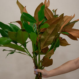 MAGNOLIA