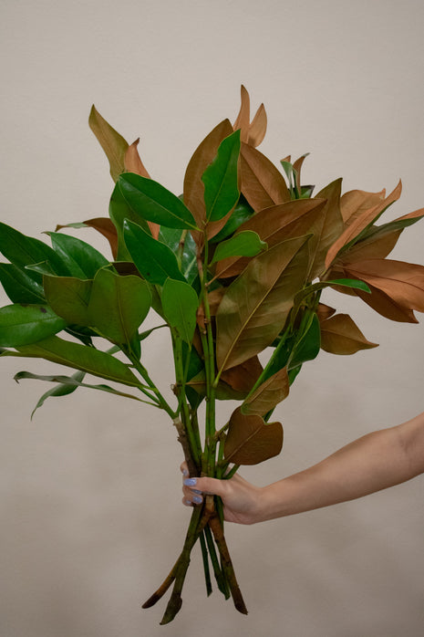MAGNOLIA