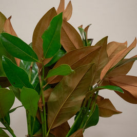 MAGNOLIA