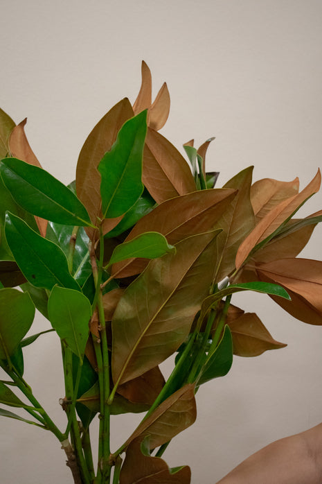 MAGNOLIA