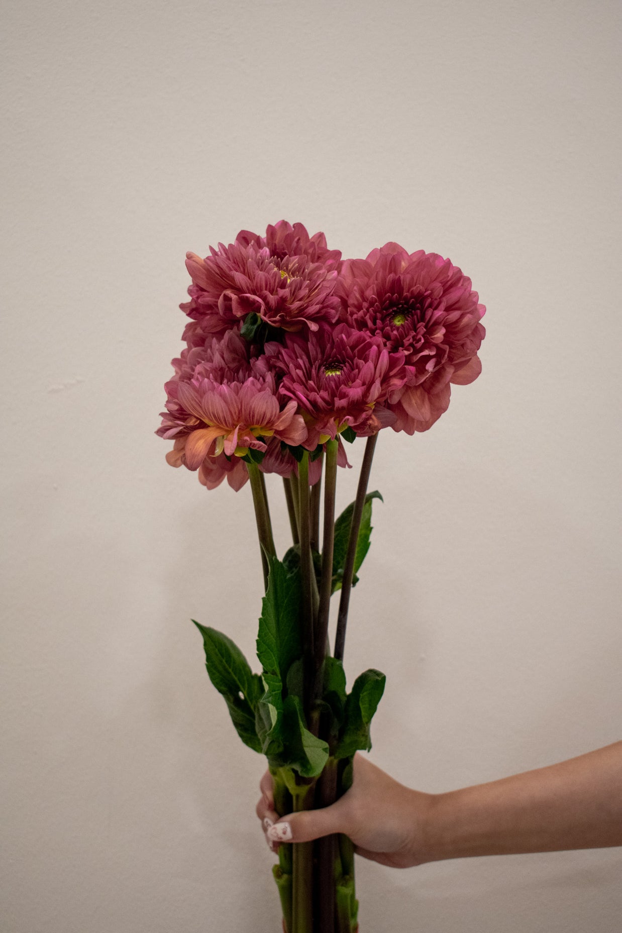 DAHLIA CORAL