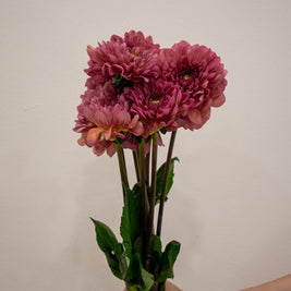 DAHLIA CORAL