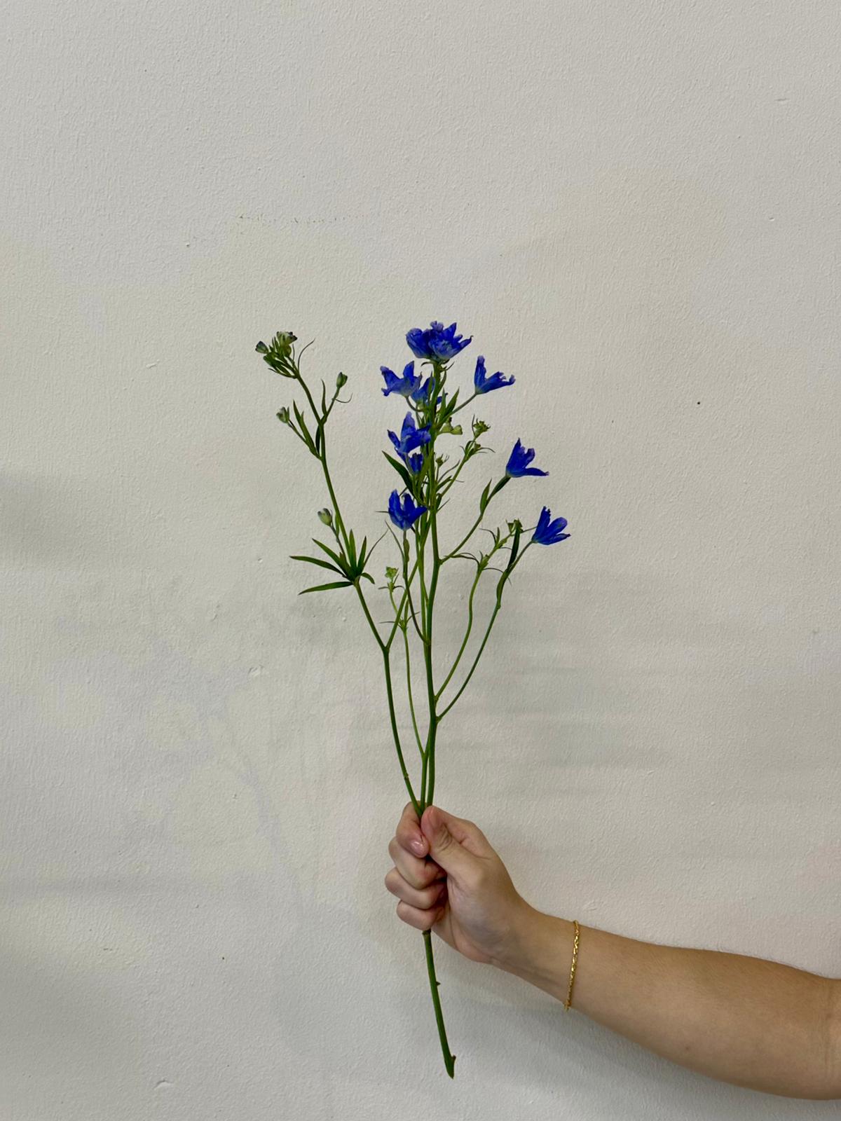 MINI DELPHINIUM