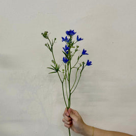 MINI DELPHINIUM