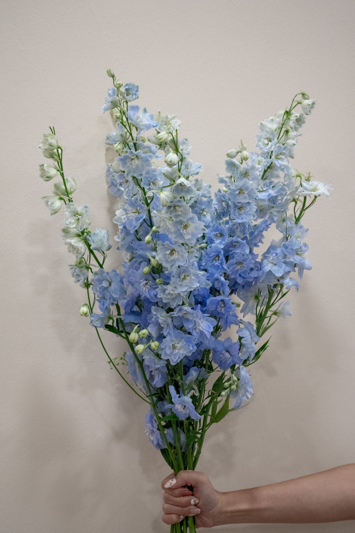 DELPHINIUM LIGHT BLUE