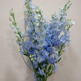 DELPHINIUM LIGHT BLUE