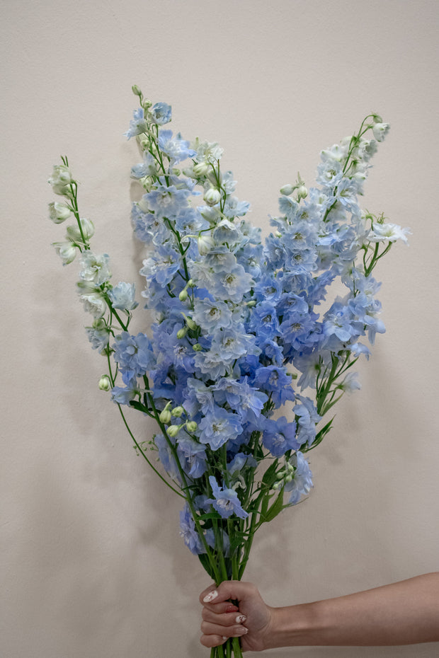 DELPHINIUM LIGHT BLUE