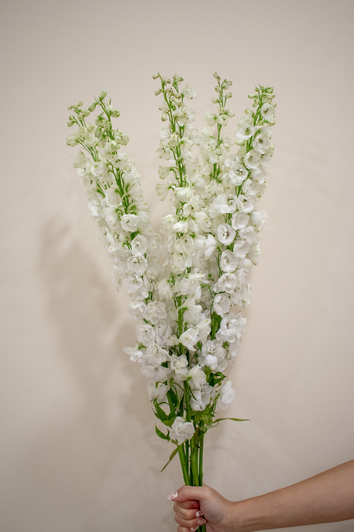 DELPHINIUM WHITE
