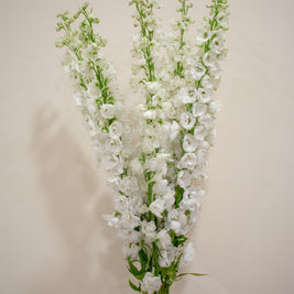 DELPHINIUM WHITE