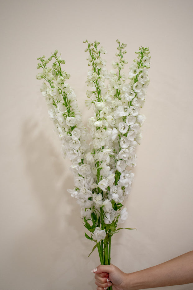 DELPHINIUM WHITE