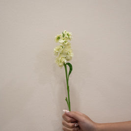MATTHIOLA ANYT YELLOW